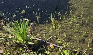 Tadpoles Take Over Pond