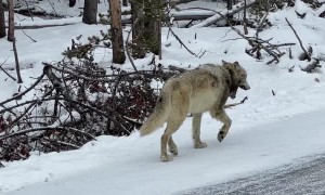 Wolf Walks Along Road in Yellowstone