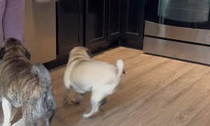 Pug Jumps in Excitement