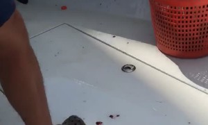 Pufferfish Bites Fisherman's Finger