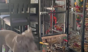 Cockatoo Feeds Dogs Treat
