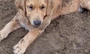 Digging Dog Buries Buddies
