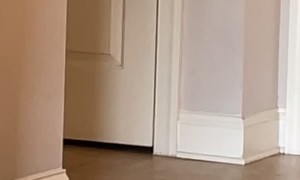 Dissatisfied Dog Continues to Dig in Food Dish