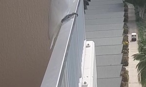 Cockatoo Steals Somes Smokes