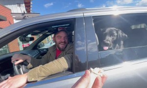 Lab Licks Up Entire Pup Cup
