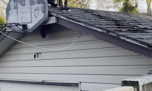 Happy Dog Hangs Out on Roof