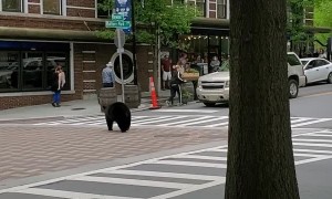 Black Bear Lost in Downtown Asheville