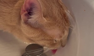 Oblivious Cat Drinks From Sink as Water Pours on His Head
