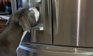 Great Dane Knows How to Use Ice Machine