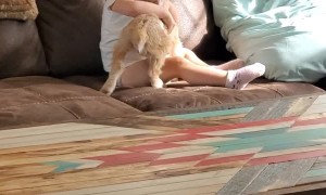 Baby Goat Plays With Baby Girl