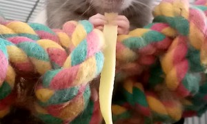 Jumbo the Rat Enjoying Some Pasta