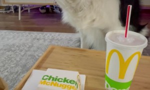 Can I Pls Has Chicken Nuggets???