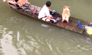 Boat Sinks with Corgis and Kid Inside