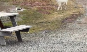 Duck Chases Dog Out of Pond