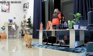 Guy Trying to Walk Inside Runs into Clear Glass