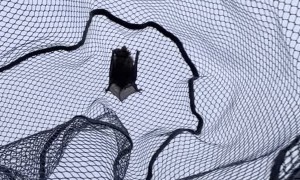 Catching a Bat Mid-Air with a Fishing Net