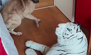 Doggo Is Not a Fan of His New Toy