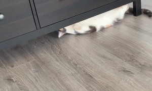 Kitty Thinks She's Being Sneaky