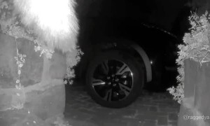 Melbourne Suburban Fox Taking a Home Security Camera