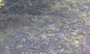Ground Squirrel Stalks a Rattle Snake
