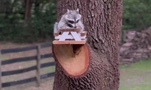 Raccoon Feasts at Little Picnic Table