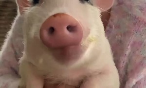 Little Pig Loves Cucumbers