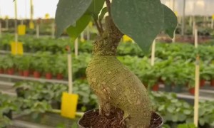 Plant with an Amazing Human-Like Figure