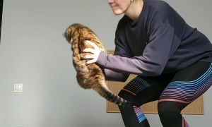 Catching a Cat in Roller Skates
