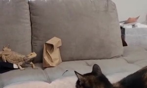 Lizard Leaps at Cat on Couch