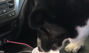 Thirsty Dog Goes Straight for the Source