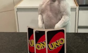 Angry Game of Uno