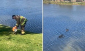 Oklahoma City firefighters rescue twelve ducklings
