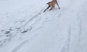 Overexcited Lab Plays With Child