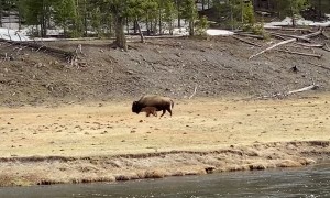 Bison Mother Guides Newborn Across Madison River in Yellowstone