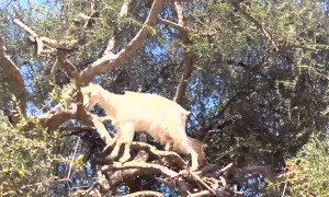 Toddler Finds Goats in Tree