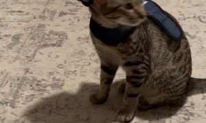 Felines of Law Enforcement