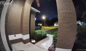 Couple Letting Dog Out Are Chased Inside by Black Bear