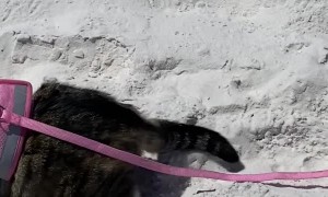 Beach Hat for Beach Cat
