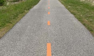 Territorial Turkey Does Circles with Cyclist