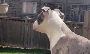 Oblivious Doggo Sneezes All Over Dad's Drink