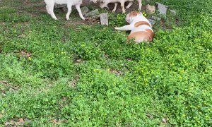 Bulldog Plays Dead in Front of Goats