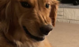 Golden Retriever Gives Awkward Grin
