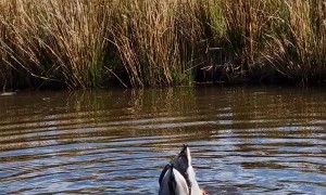 Ducks Go Dunking For Food