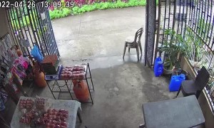 Sneaky Dog Steals Food