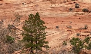 Mountain Sheep Running on Red Rocks at Zion National Park