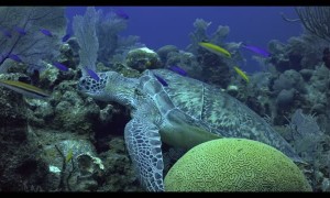 Turtle Sleeps on Reef