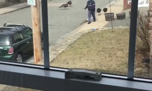 Territorial Turkeys Intimidate Mailman
