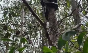 Python Climbs Tree