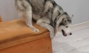 Husky Seems to Be Afraid of Heights