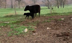 Mama Cow Chases Away Black Bear